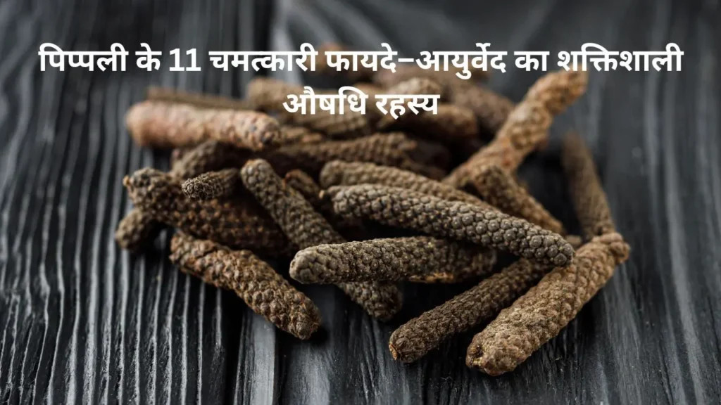 पिप्पली के 11 चमत्कारी फायदे – आयुर्वेद की शक्तिशाली औषधि पिप्पली की सूखी फलियां